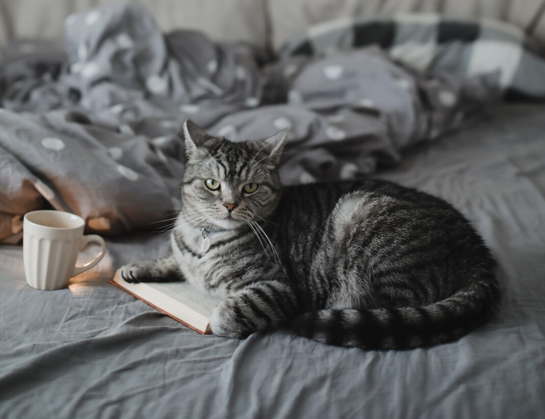 cat reading in bed ©canstockphoto / gkondratenko