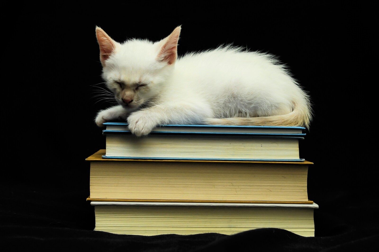 kitten on stack of books ©canstockphoto / underworld