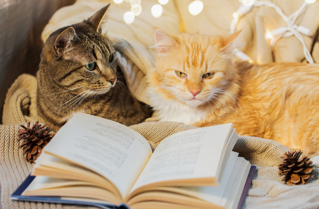 two cats reading a book © Can Stock Photo / dolgachov