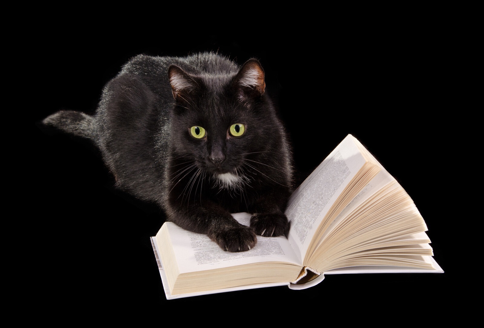 Black Cat Reading SFF