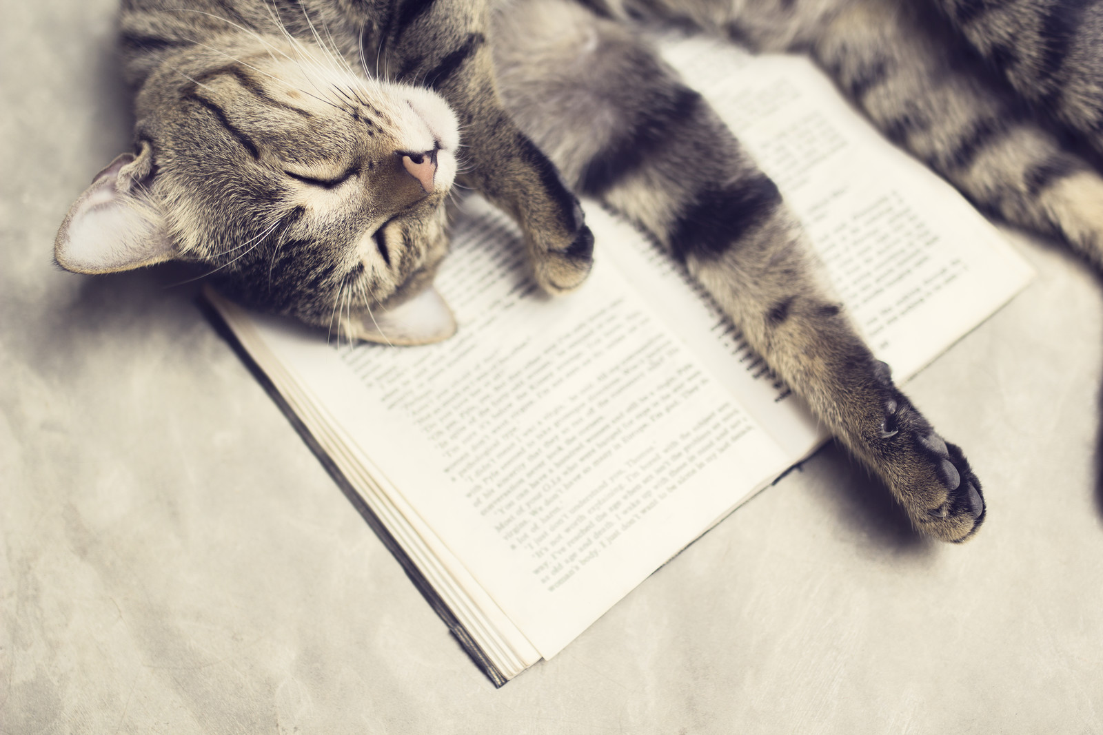 cat recommending SFF books ©canstockphoto / peshkov